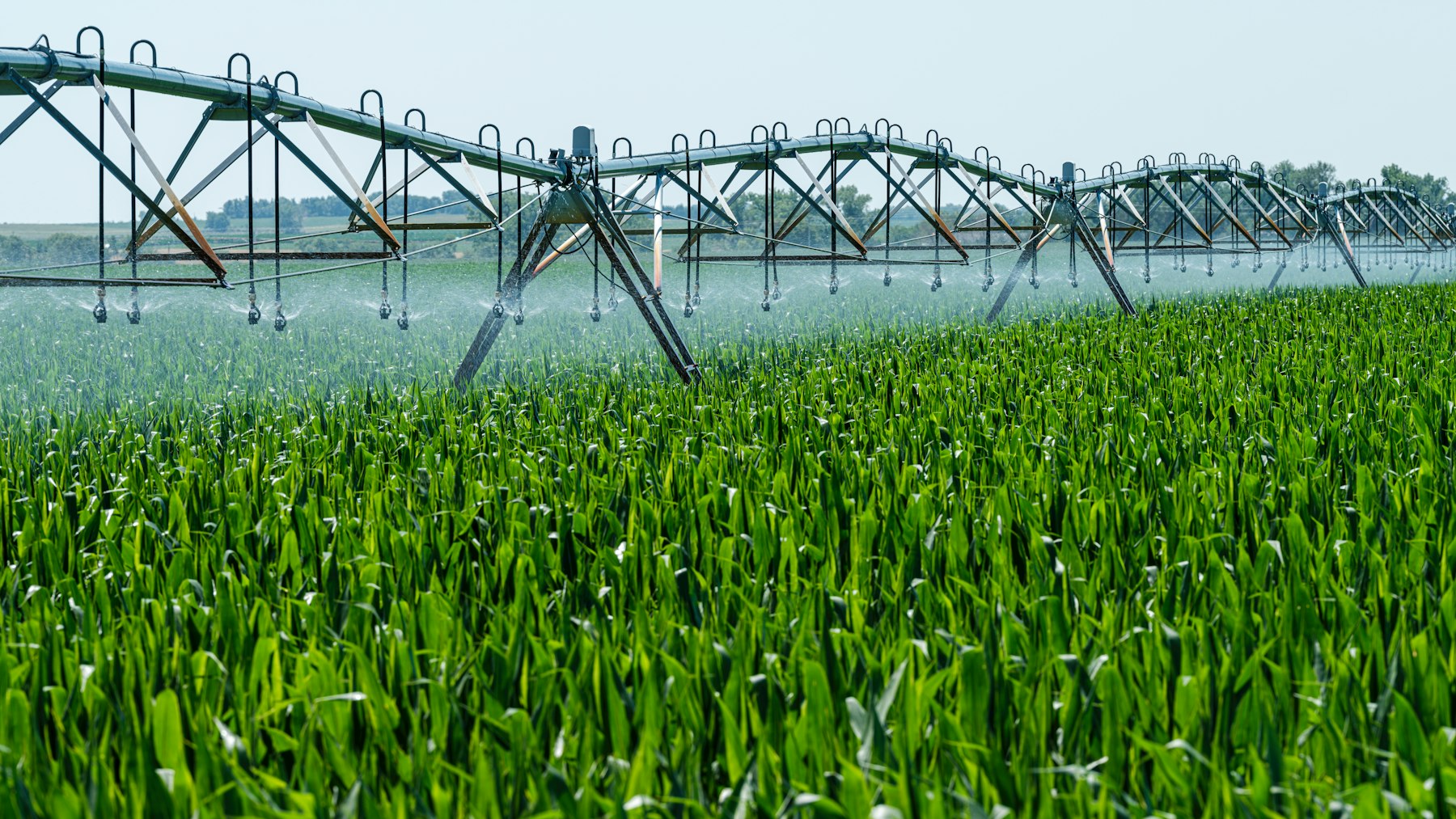 A sprinkler spraying water across a green lawn