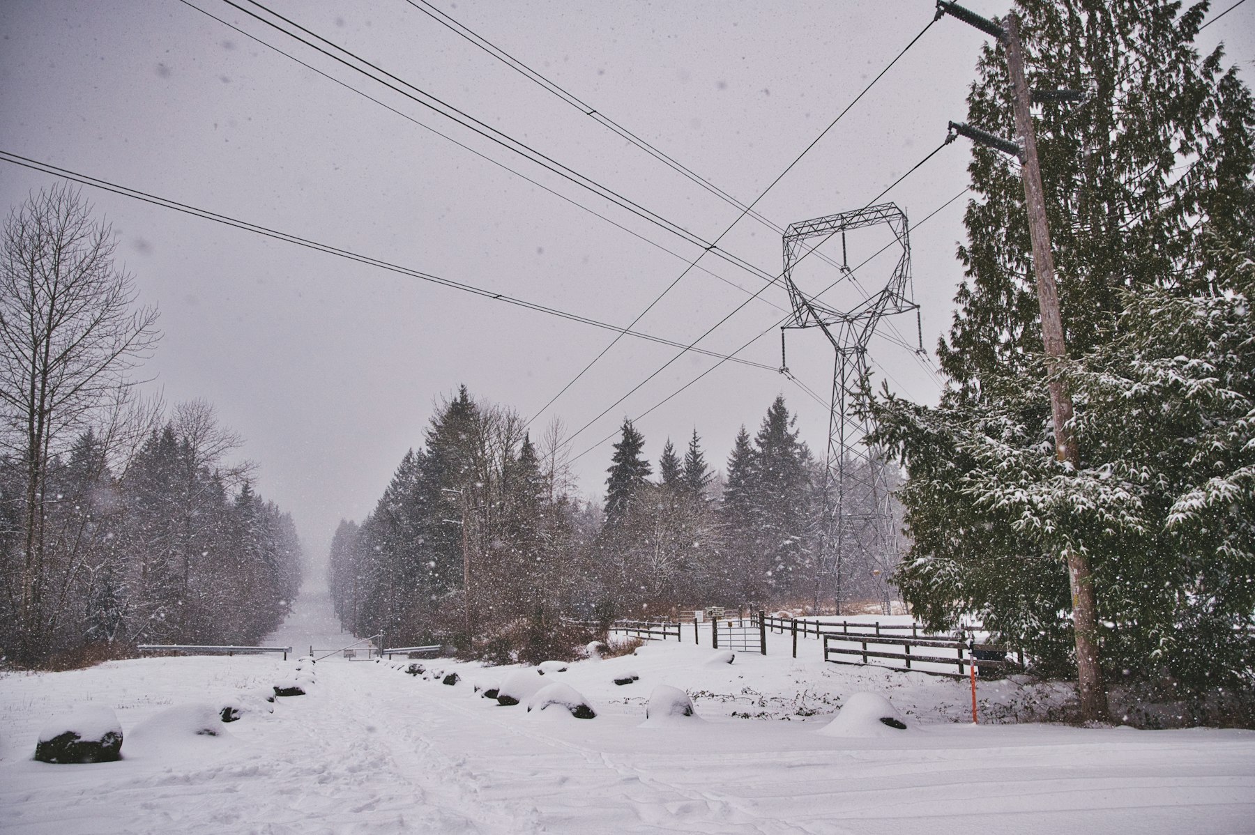 Power lines and pine trees along a snow-covered rural road