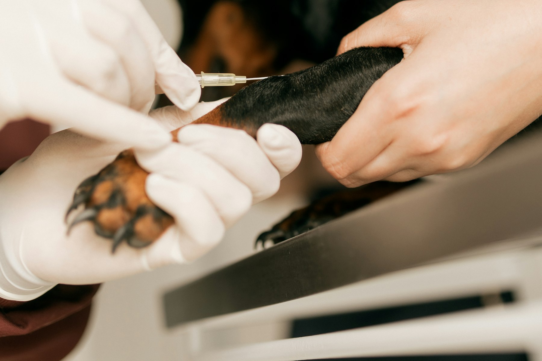 A veterinarian in gloves giving a small dog an injection while an owner holds it