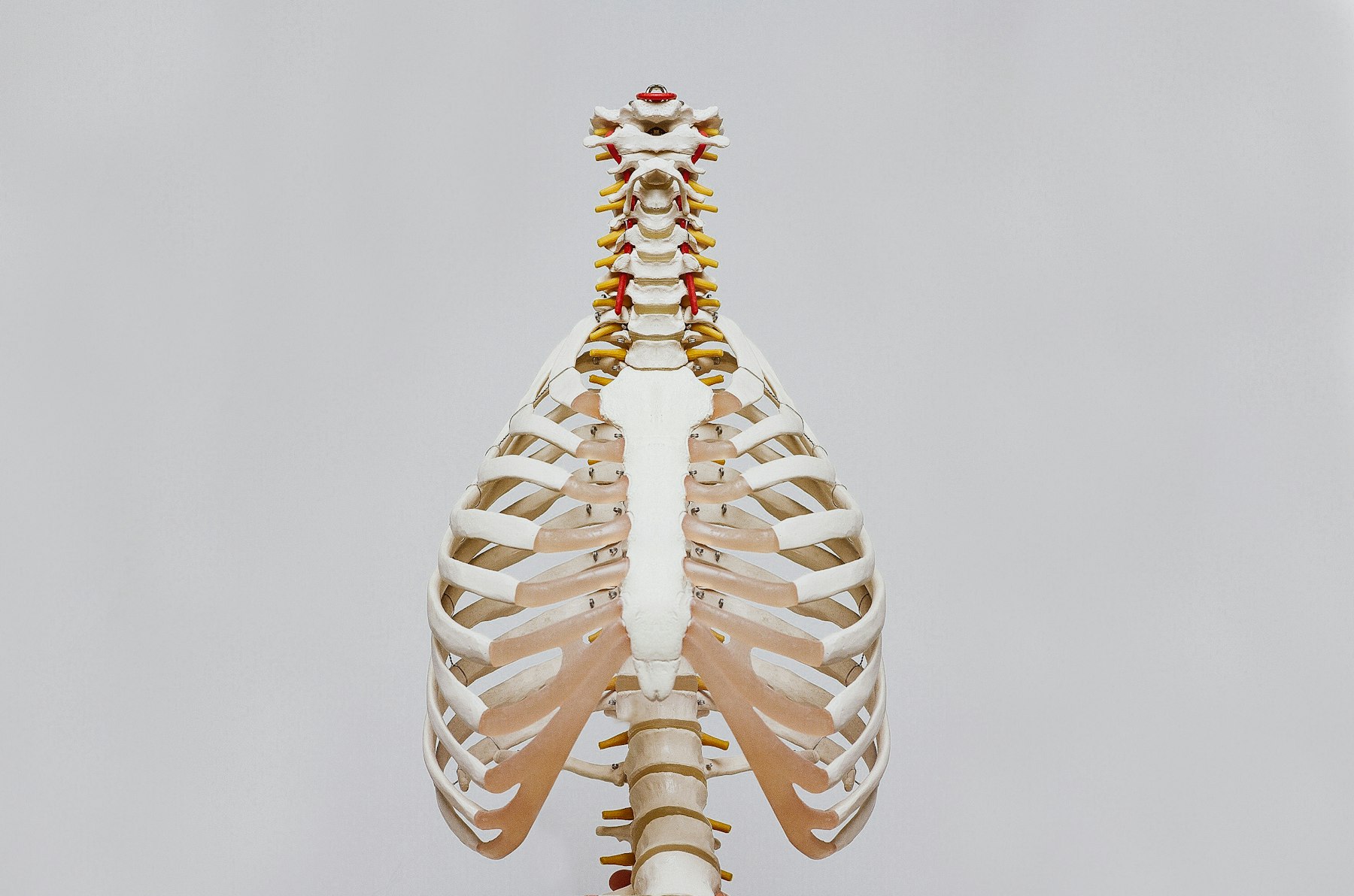 An anatomical spine and rib cage model against a plain background