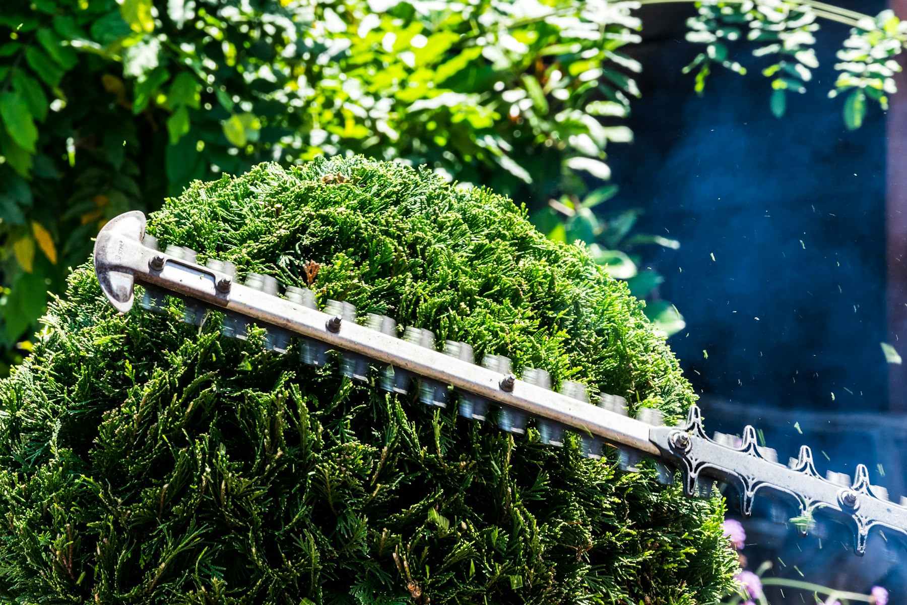 A gas-powered hedge trimmer cutting into a rounded shrub