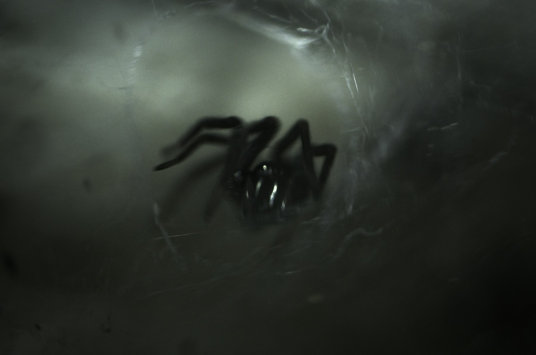 A dark spider sitting in the center of its web