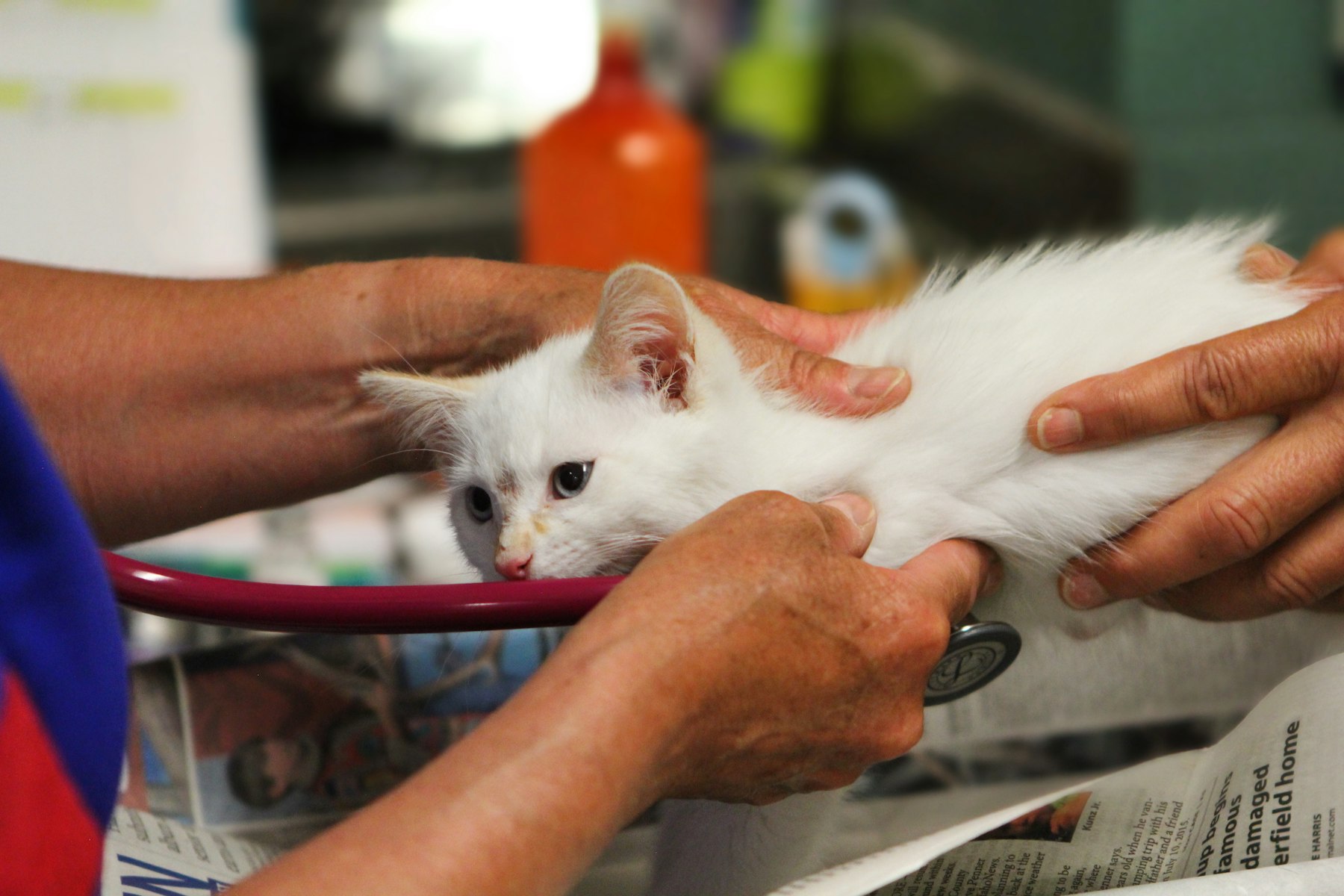 A veterinarian listening to a white kitten's heartbeat with a stethoscope